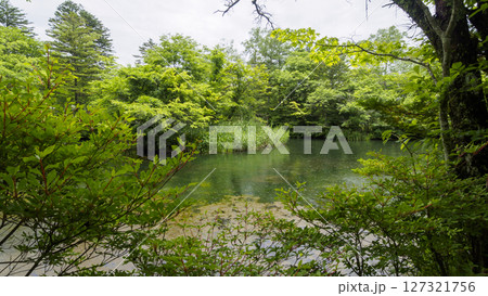 梅雨の軽井沢の雲場池 127321756
