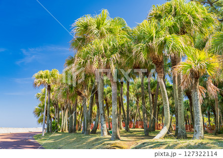 《宮崎県》南国・青島のビーチ 《宮崎県》南国・青島のビーチ 127322114