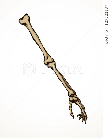 Vector drawing. Bones of the arm and shoulder Vector drawing. Bones of the arm and shoulder 127322137