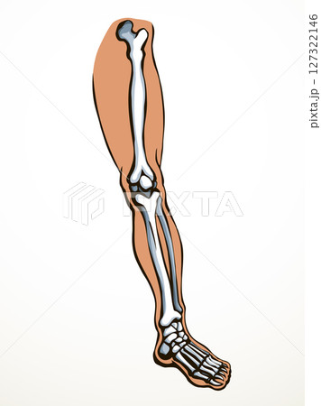 Vector drawing. Bones of the leg 127322146