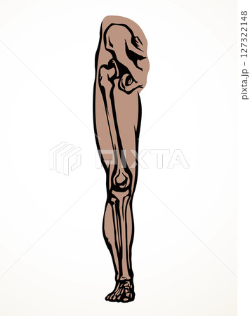 Vector drawing. Bones of the leg 127322148