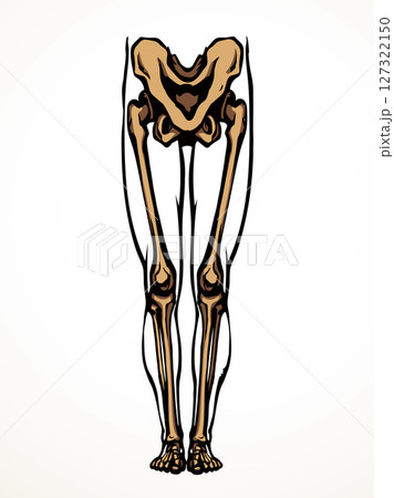 Vector drawing. Bones of the leg 127322150
