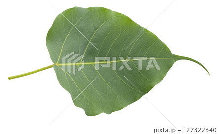 green Bodhi leaves isolated on a white background 127322340
