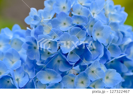 青い紫陽花 127322467