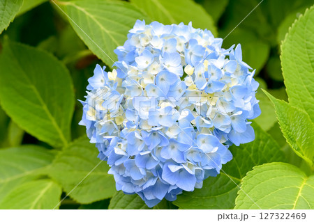 青い紫陽花 青い紫陽花 127322469