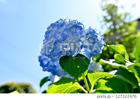青い紫陽花 127322470