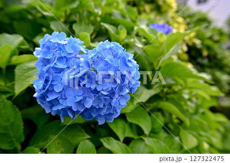 青い紫陽花 青い紫陽花 127322475