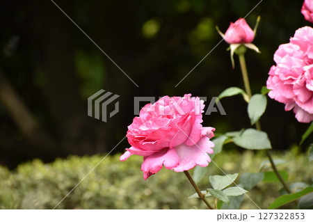 鮮やかなピンクの春のバラ 127322853