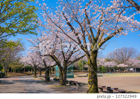 東京都葛飾区 春の新小岩公園 127322949