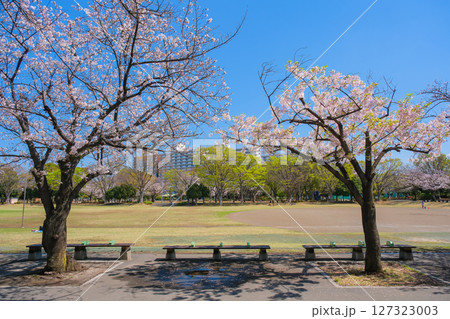 東京都葛飾区 春の新小岩公園 東京都葛飾区 春の新小岩公園 127323003