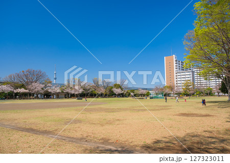 東京都葛飾区 春の新小岩公園 127323011
