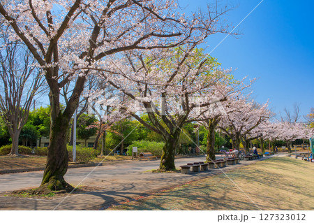 東京都葛飾区 春の新小岩公園 東京都葛飾区 春の新小岩公園 127323012