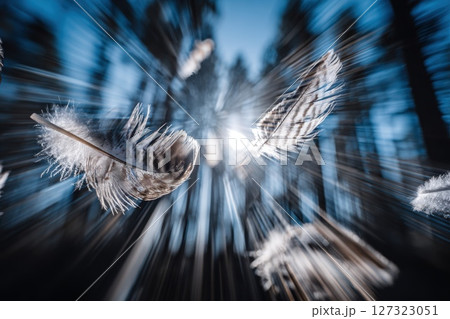 Abstract Artistic Shot of Feathers Floating in a Dreamy Forest Background with Light Effects Abstract Artistic Shot of Feathers Floating in a Dreamy Forest Background with Light Effects 127323051