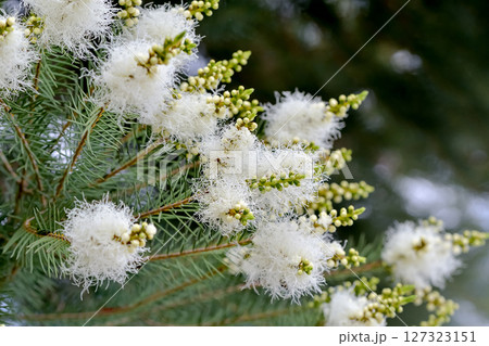 ティーツリーの花 ティーツリーの花 127323151