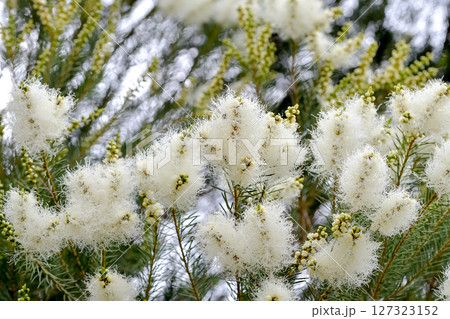 ティーツリーの花 127323152
