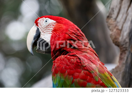 Close up head the red macaw parrot bird in garden Close up head the red macaw parrot bird in garden 127323333