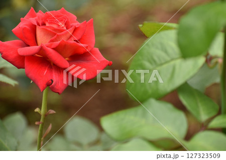 真っ赤な春のバラ 127323509