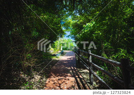 森の道 127323824