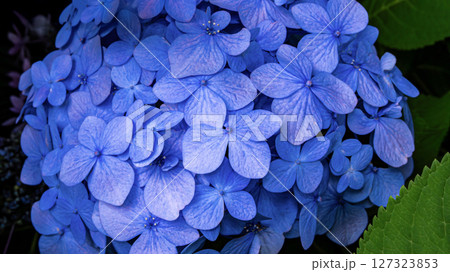球状に咲く青い紫陽花の集合美 127323853