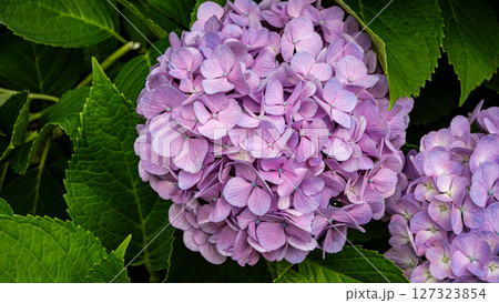 やわらかなピンク色の紫陽花 やわらかなピンク色の紫陽花 127323854