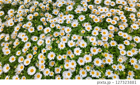 Chamomile. White Marguerite flowers in a field of green grass in park of Japan. Chamomile flowers field. 127323881