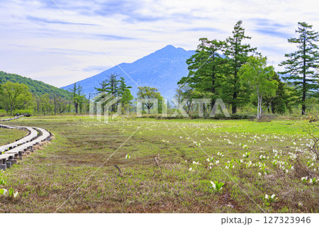 初夏の尾瀬　新緑と満開の水芭蕉　山ノ鼻〜竜宮 127323946
