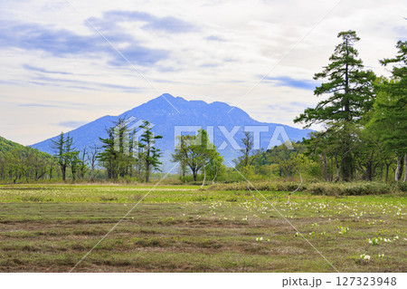 初夏の尾瀬　新緑と満開の水芭蕉　山ノ鼻〜竜宮 127323948