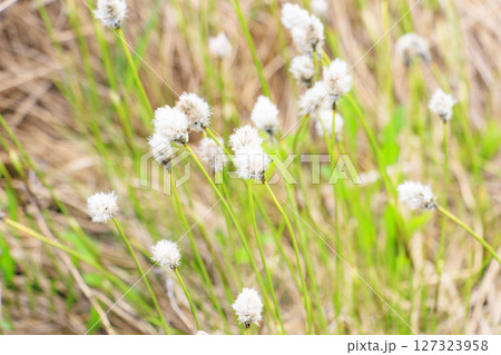 初夏の尾瀬 新緑と満開の水芭蕉 山ノ鼻〜竜宮 初夏の尾瀬 新緑と満開の水芭蕉 山ノ鼻〜竜宮 127323958