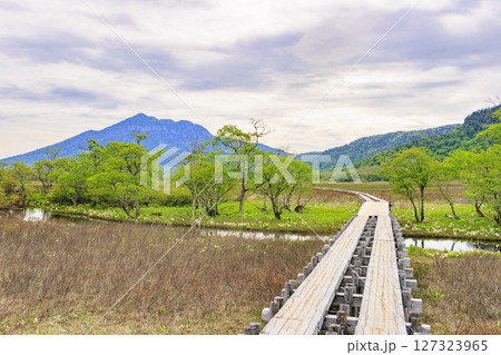 初夏の尾瀬 新緑と満開の水芭蕉 山ノ鼻〜竜宮 初夏の尾瀬 新緑と満開の水芭蕉 山ノ鼻〜竜宮 127323965