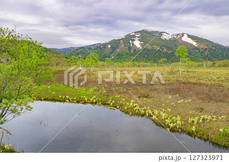 初夏の尾瀬　新緑と満開の水芭蕉　山ノ鼻〜竜宮 127323971