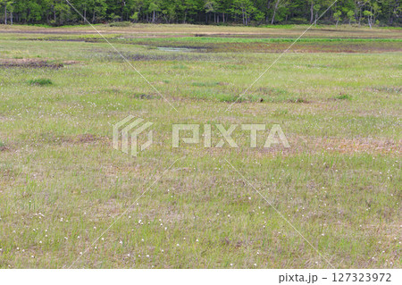 初夏の尾瀬 新緑と満開の水芭蕉 山ノ鼻〜竜宮 初夏の尾瀬 新緑と満開の水芭蕉 山ノ鼻〜竜宮 127323972