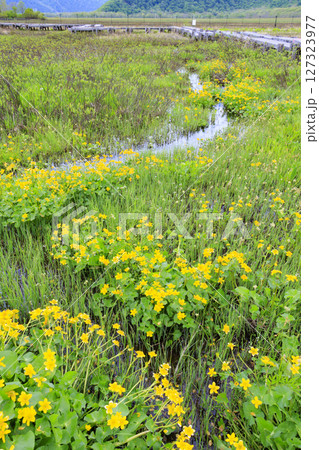 初夏の尾瀬　新緑と満開の水芭蕉　山ノ鼻〜竜宮 127323977