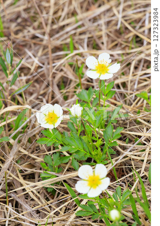 初夏の尾瀬 新緑と満開の水芭蕉 山ノ鼻〜竜宮 初夏の尾瀬 新緑と満開の水芭蕉 山ノ鼻〜竜宮 127323984