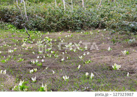 初夏の尾瀬　新緑と満開の水芭蕉　山ノ鼻〜竜宮 127323987
