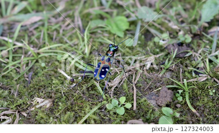 カラフルな昆虫 オキナワハンミョウ カラフルな昆虫 オキナワハンミョウ 127324003