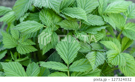 Green summer background of a lot of raspberry leaves. Green summer background of a lot of raspberry leaves. 127324032