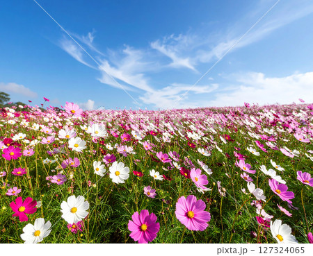 コスモスと青空 コスモスと青空 127324065