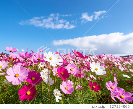 コスモスと青空 コスモスと青空 127324066