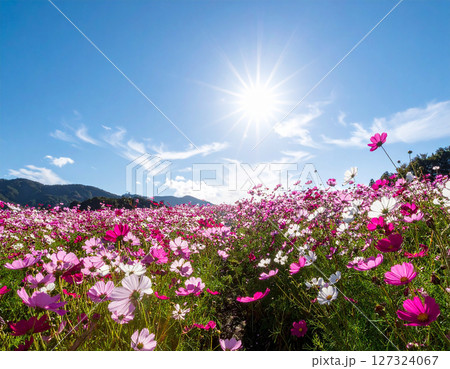 コスモスと青空 127324067