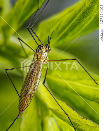 Crane fly on a garden plant Crane fly on a garden plant 127324102
