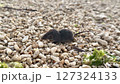ワタセジネズミ 127324133