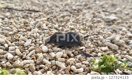 ワタセジネズミ 127324133