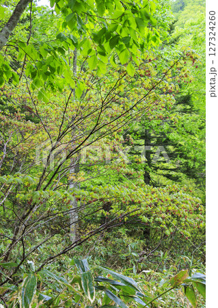 初夏の尾瀬 満開の水芭蕉 沼尻〜白砂峠〜見晴 初夏の尾瀬 満開の水芭蕉 沼尻〜白砂峠〜見晴 127324260