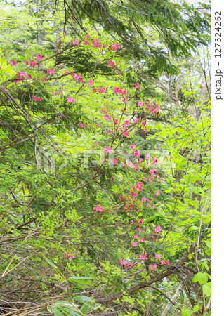 初夏の尾瀬　満開の水芭蕉　沼尻〜白砂峠〜見晴 127324262