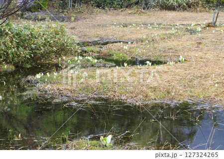 初夏の尾瀬　満開の水芭蕉　沼尻〜白砂峠〜見晴 127324265