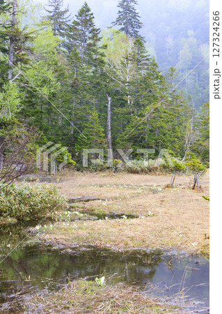 初夏の尾瀬 満開の水芭蕉 沼尻〜白砂峠〜見晴 初夏の尾瀬 満開の水芭蕉 沼尻〜白砂峠〜見晴 127324266