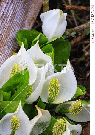 初夏の尾瀬 満開の水芭蕉 沼尻〜白砂峠〜見晴 初夏の尾瀬 満開の水芭蕉 沼尻〜白砂峠〜見晴 127324273