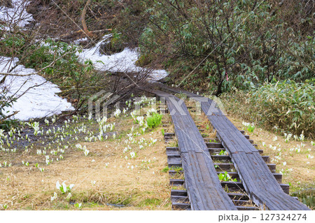 初夏の尾瀬 満開の水芭蕉 沼尻〜白砂峠〜見晴 初夏の尾瀬 満開の水芭蕉 沼尻〜白砂峠〜見晴 127324274