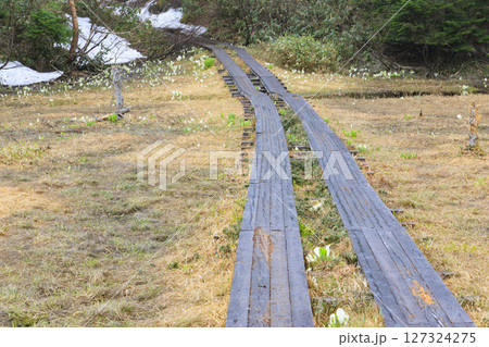 初夏の尾瀬　満開の水芭蕉　沼尻〜白砂峠〜見晴 127324275
