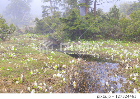 初夏の尾瀬　満開の水芭蕉　大江湿原〜尾瀬沼 127324463